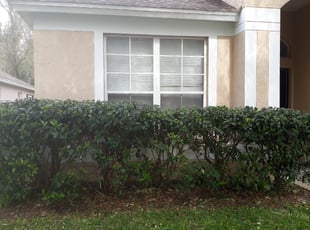 Wesley K.'s Bush Trimming service result