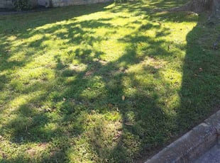 Season C.'s grass maintenance service result