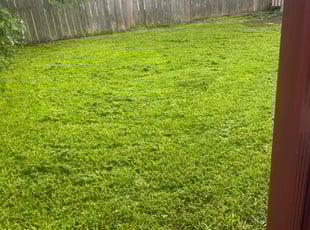 Eddy W.'s turf maintenance service result