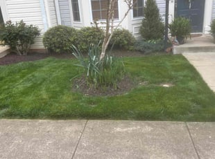 Dennis S.'s turf maintenance service result
