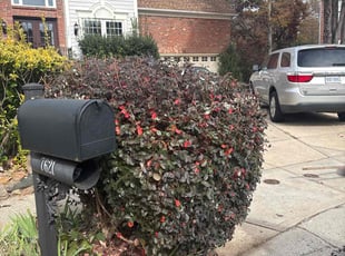 Nancy F.'s Bush Trimming service result