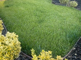 Tony C.'s turf maintenance service result