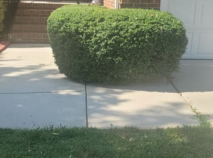 Linda M.'s Bush Trimming service result