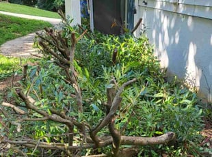 Edward M.'s grass cutting service result