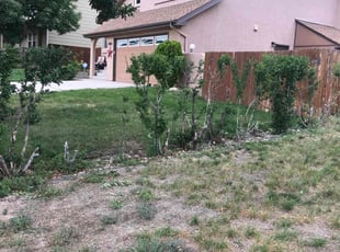 Steve C.'s Bush Trimming service result