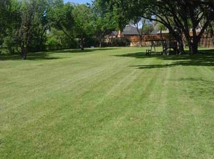 Thomas D.'s turf maintenance service result
