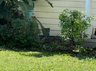 Michael W.'s Bush Trimming service result
