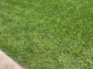 Latoya P.'s grass maintenance service result
