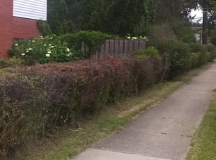 Vonetta W.'s Bush Trimming service result