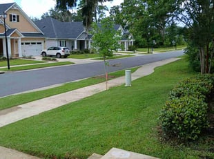 Tammie D.'s lawn service service result
