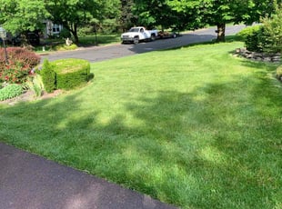 Shaeen S.'s lawn care service result
