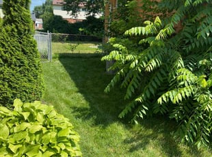 Nancy C.'s lawn maintenance service result