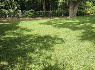 Mariel P.'s grass maintenance service result
