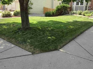 Jessica W.'s lawn care service result