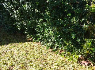 Rafael S.'s Bush Trimming service result