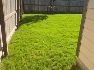 Tynesha C.'s grass maintenance service result
