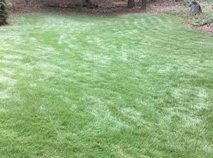 Vincent V.'s turf maintenance service result