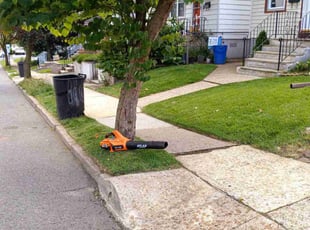 Mario M.'s turf care service result