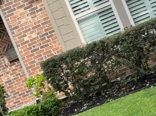 Umair F.'s Bush Trimming service result