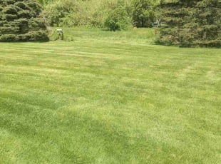 Nancy S.'s turf care service result