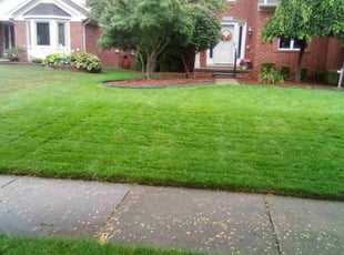 Mustafa C.'s lawn care services service result