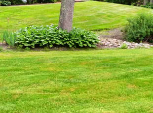 Randi E.'s lawn care service result