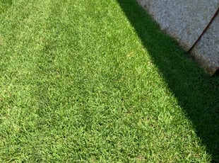 Ramon O.'s grass maintenance service result