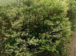Susan V.'s Bush Trimming service result
