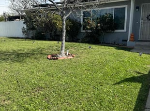 Frank T.'s grass maintenance service result