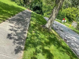 Patricia B.'s lawn care service result