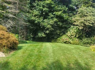 David P.'s grass maintenance service result