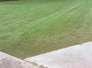 Malik A.'s lawn care service result