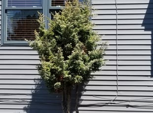 Elizabeth M.'s Bush Trimming service result
