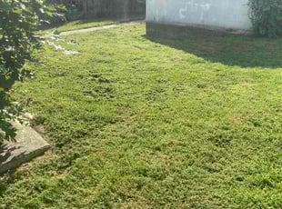 Erika S.'s lawn maintenance service result