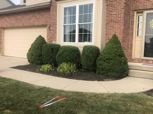 Sarah W.'s Bush Trimming service result