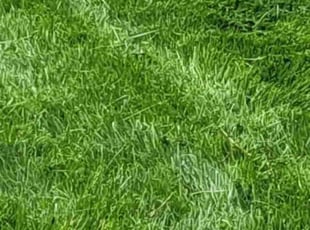 Alyssa M.'s turf care service result