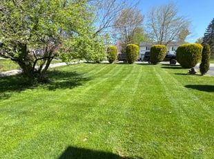 Brittany P.'s grass maintenance service result