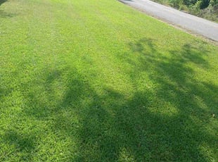 Kat M.'s turf maintenance service result