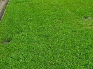 Jahnesha E.'s lawn care services service result