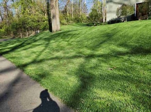 Maura J.'s turf maintenance service result