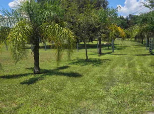 Teresa P.'s lawn service service result