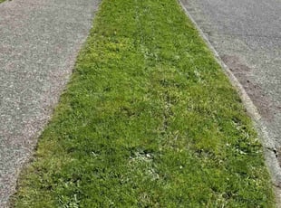 Brenda I.'s turf maintenance service result