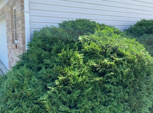 Shirley S.'s Bush Trimming service result