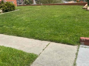 Daisy T.'s grass maintenance service result