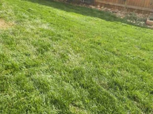 Karly F.'s turf maintenance service result