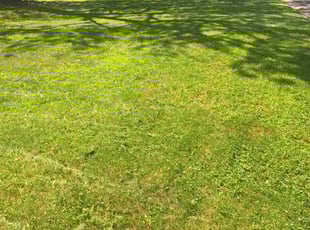 David M.'s turf maintenance service result