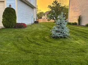 Abby W.'s lawn care service result