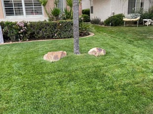 Tony C.'s lawn maintenance service result