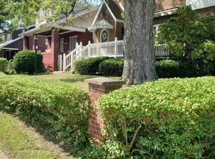 Xan G.'s Bush Trimming service result