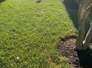 Feng C.'s turf maintenance service result